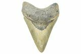 Fossil Megalodon Tooth - North Carolina #371659-1
